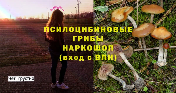 прущие грибы Вязники